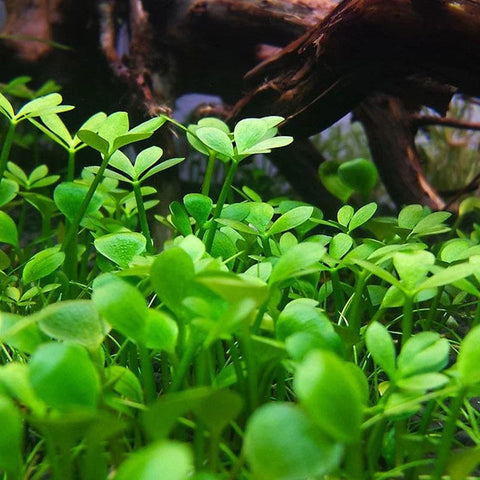 BUY 2 GET 1 FREE Dwarf 4 Leaf Water Clover (Marsilea Crenata