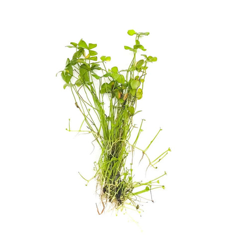 BUY 2 GET 1 FREE Dwarf 4 Leaf Water Clover (Marsilea Crenata