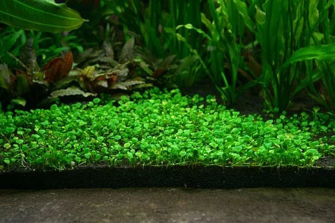 BUY 2 GET 1 FREE Dwarf 4 Leaf Water Clover (Marsilea Crenata
