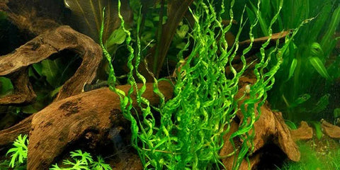 BUY 2 GET 1 FREE Corkscrew Sword! (Echinodorus 'vesuvius')