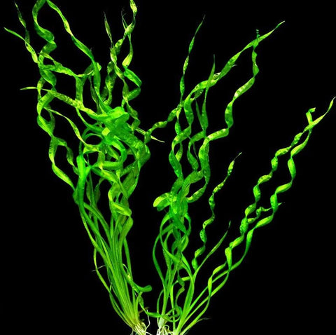 BUY 2 GET 1 FREE Corkscrew Sword! (Echinodorus 'vesuvius')