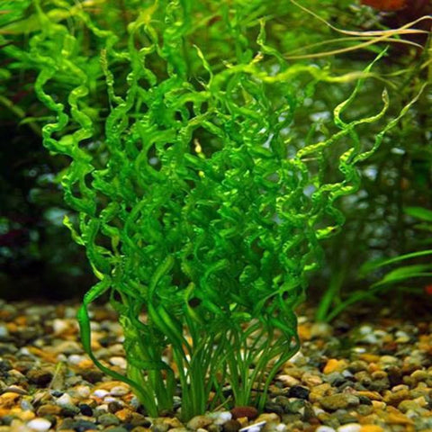 BUY 2 GET 1 FREE Corkscrew Sword! (Echinodorus 'vesuvius')