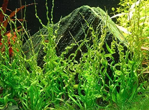 BUY 2 GET 1 FREE Corkscrew Sword! (Echinodorus 'vesuvius')