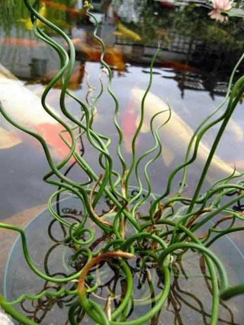 BUY 2 GET 1 FREE Purple Pickerel, White Pickerel, Corkscrew Rush ( Pond Plant Pack 3 ) - Easy Live Aquarium Pond Aquatic Plant