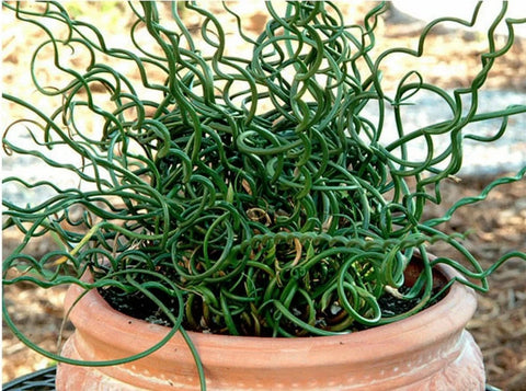 Buy 2 Get 1 Free Corkscrew Rush, Horsetail Rush, Umbrella Palm ( Pond Plant Pack 1 ) - Easy Live Aquarium Pond Aquatic Plant