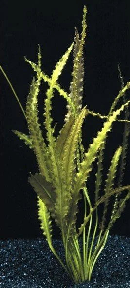 BUY 2 GET 1 FREE Aponogeton Crispus!