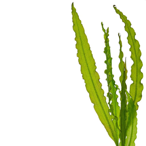 BUY 2 GET 1 FREE Aponogeton Crispus!