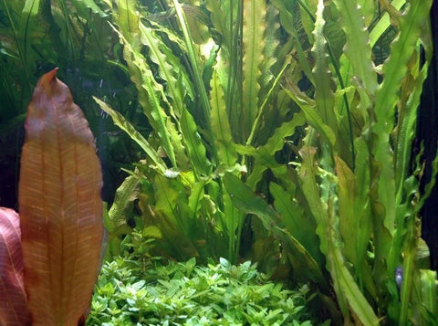 BUY 2 GET 1 FREE Aponogeton Crispus!