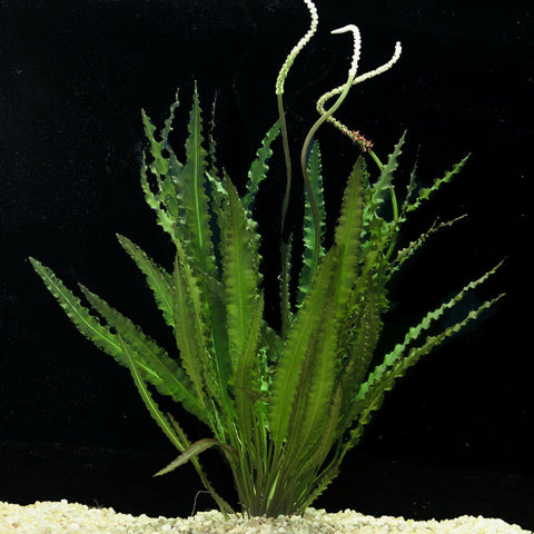 BUY 2 GET 1 FREE Aponogeton Crispus!