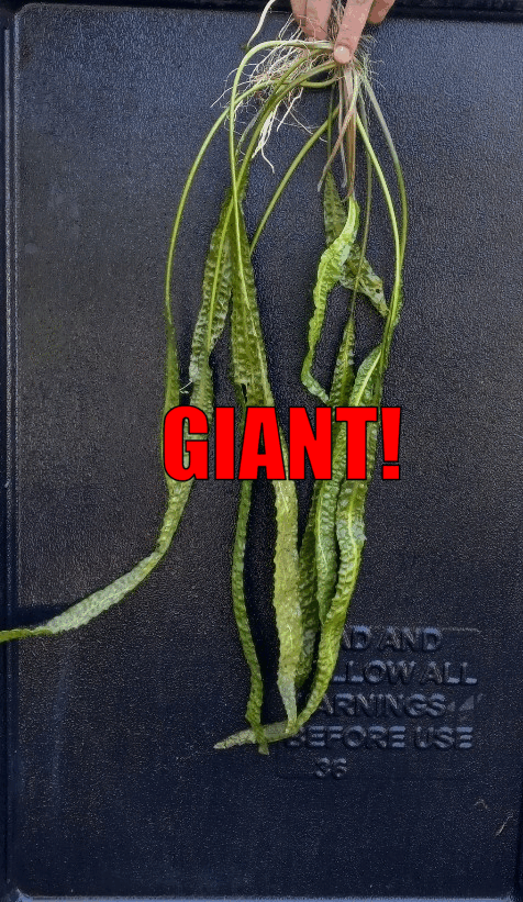 BUY 2 GET 1 FREE Aponogeton Crispus!