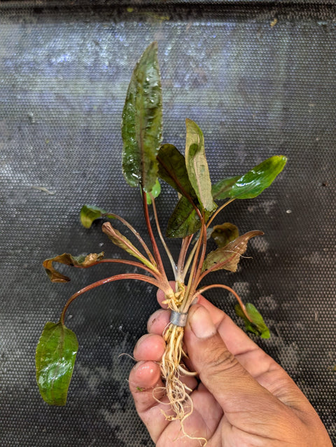 BUY 2 GET 1 FREE Cryptocoryne Wendtii 'Bronze'