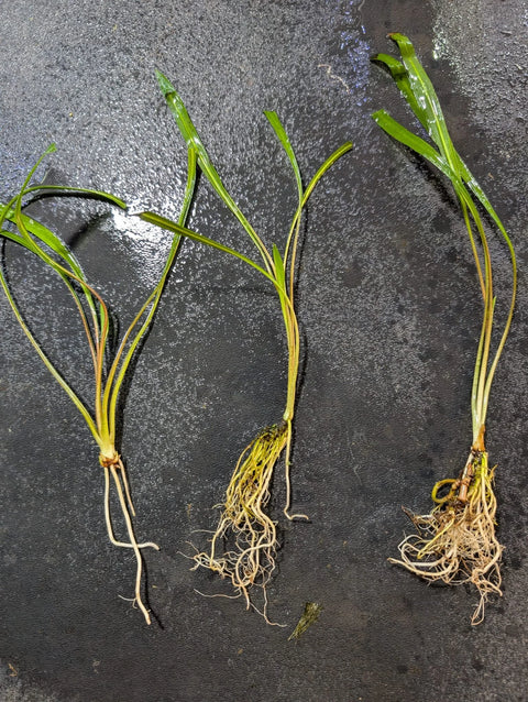 BUY 2 GET 1 FREE Cryptocoryne Spiralis