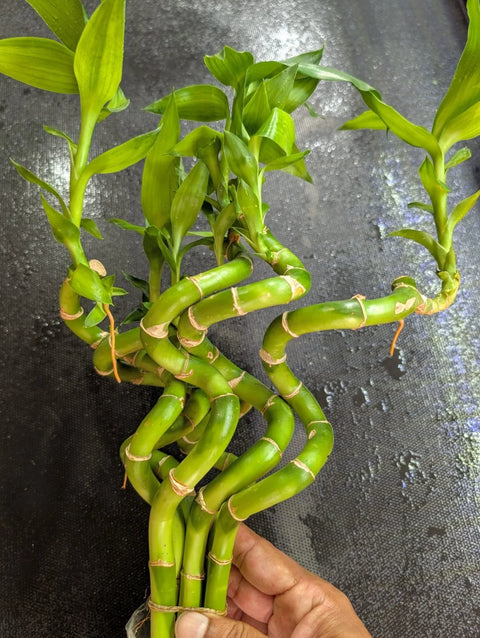 3 Large Curly Bamboo plants -Easy Live Aquarium Pond Aquatic Plant