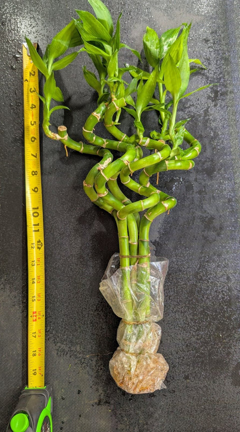 large bamboo plants indoor 3 Large Curly Bamboo plants – Florida Aquascaping