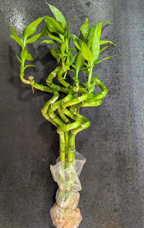 3 Large Curly Bamboo plants -Easy Live Aquarium Pond Aquatic Plant
