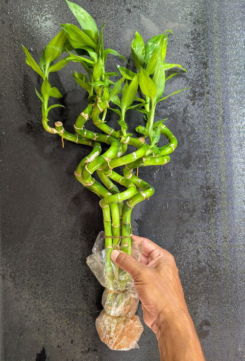 3 Large Curly Bamboo plants -Easy Live Aquarium Pond Aquatic Plant