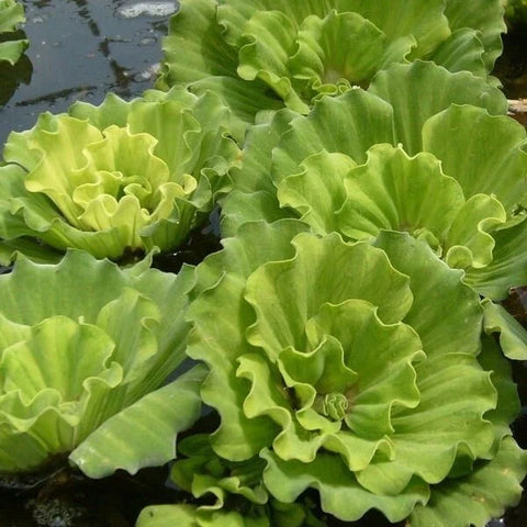 BUY 1 GET 1 FREE Rare! Curly Leaf Water Lettuce-Easy Live Aquarium Pond Aquatic Plant