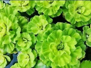 BUY 1 GET 1 FREE Rare! Curly Leaf Water Lettuce-Easy Live Aquarium Pond Aquatic Plant