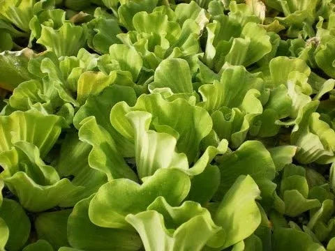 BUY 1 GET 1 FREE Rare! Curly Leaf Water Lettuce-Easy Live Aquarium Pond Aquatic Plant