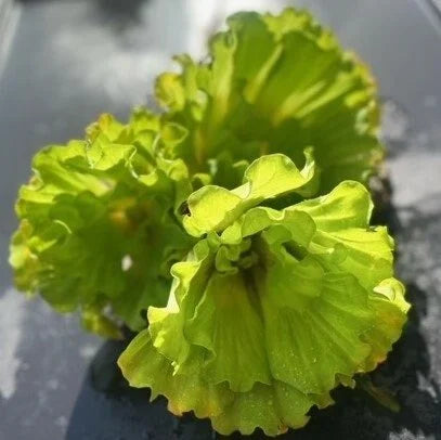 BUY 1 GET 1 FREE Rare! Curly Leaf Water Lettuce-Easy Live Aquarium Pond Aquatic Plant