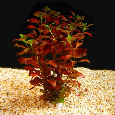 BUY 2 GET 1 FREE Ludwigia 'Dark Red'