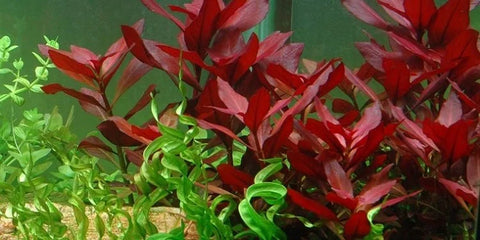 BUY 2 GET 1 FREE Ludwigia 'Dark Red'