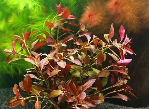 BUY 2 GET 1 FREE Ludwigia 'Dark Red'