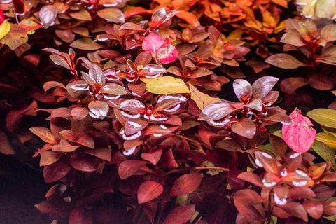 BUY 2 GET 1 FREE Ludwigia 'Dark Red'