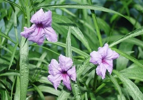 BUY 2 GET 1 FREE Dwarf Bluebell (Ruellia brittoniana)-Live Aquatic Marginal Starter Plant for Water Gardens, Ponds and Aquascapes