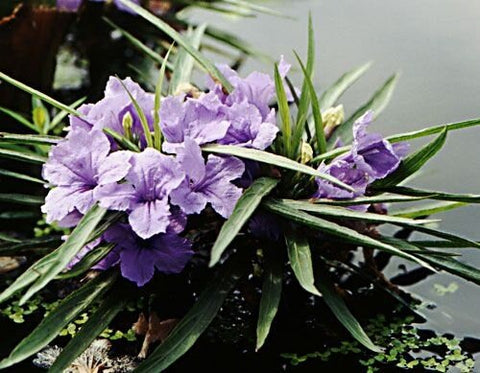BUY 2 GET 1 FREE Dwarf Cattail Graceful, Dwarf Horestail Rush, Dwarf Bluebell (Dwarf Pond Pack 1) Easy Live Aquarium Pond Aquatic Plant