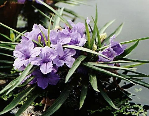 BUY 2 GET 1 FREE Dwarf Bluebell (Ruellia brittoniana)-Live Aquatic Marginal Starter Plant for Water Gardens, Ponds and Aquascapes