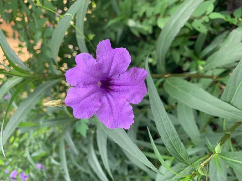 BUY 2 GET 1 FREE Dwarf Bluebell (Ruellia brittoniana)-Live Aquatic Marginal Starter Plant for Water Gardens, Ponds and Aquascapes