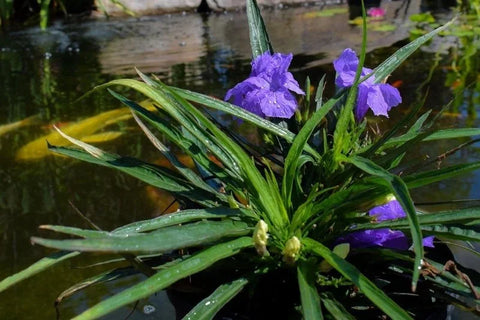BUY 2 GET 1 FREE Dwarf Bluebell (Ruellia brittoniana)-Live Aquatic Marginal Starter Plant for Water Gardens, Ponds and Aquascapes
