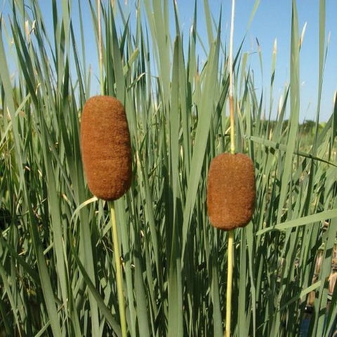 BUY 2 GET 1 FREE Dwarf Cattail Graceful, Dwarf Horestail Rush, Dwarf Bluebell (Dwarf Pond Pack 1) Easy Live Aquarium Pond Aquatic Plant