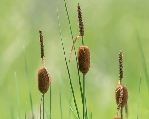 BUY 2 GET 1 FREE Dwarf Cattail Graceful, Dwarf Horestail Rush, Dwarf Bluebell (Dwarf Pond Pack 1) Easy Live Aquarium Pond Aquatic Plant