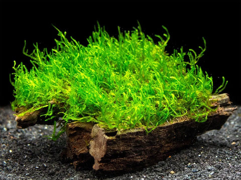 BUY 2 GET 1 FREE FLAME MOSS! (Taxiphyllum 'Flame') Portion