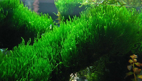BUY 2 GET 1 FREE FLAME MOSS! (Taxiphyllum 'Flame') Portion