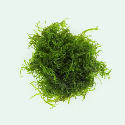BUY 2 GET 1 FREE FLAME MOSS! (Taxiphyllum 'Flame') Portion