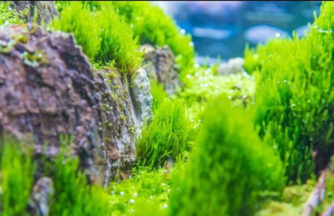 BUY 2 GET 1 FREE FLAME MOSS! (Taxiphyllum 'Flame') Portion