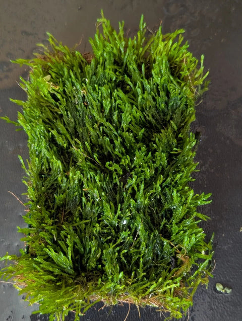 BUY 2 GET 1 FREE Plants on Mats! Flame Moss (Taxiphyllum sp. ‘Flame’) on Weighted Mat-Easy Live Aquarium Pond Aquatic Plant