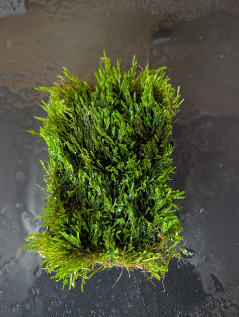 BUY 2 GET 1 FREE Plants on Mats! Flame Moss (Taxiphyllum sp. ‘Flame’) on Weighted Mat-Easy Live Aquarium Pond Aquatic Plant