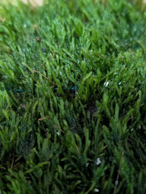 BUY 2 GET 1 FREE Plants on Mats! Flame Moss (Taxiphyllum sp. ‘Flame’) on Weighted Mat-Easy Live Aquarium Pond Aquatic Plant