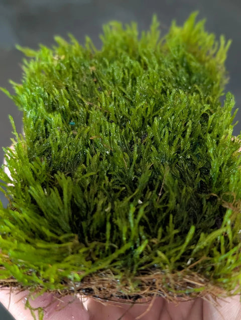 BUY 2 GET 1 FREE Plants on Mats! Flame Moss (Taxiphyllum sp. ‘Flame’) on Weighted Mat-Easy Live Aquarium Pond Aquatic Plant