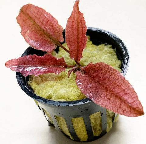 BUY 2 GET 1 FREE Cryptocoryne Pink Flamingo!