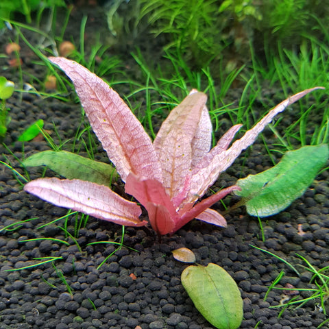 BUY 2 GET 1 FREE Cryptocoryne Pink Flamingo!