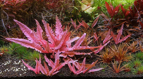 BUY 2 GET 1 FREE Cryptocoryne Pink Flamingo!