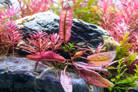 BUY 2 GET 1 FREE Cryptocoryne Pink Flamingo!