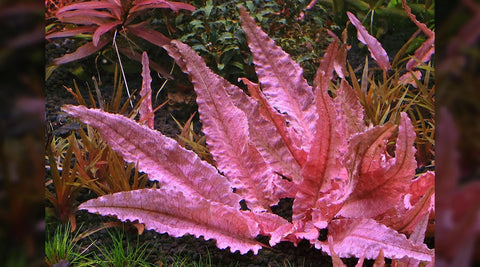 BUY 2 GET 1 FREE Cryptocoryne Pink Flamingo!