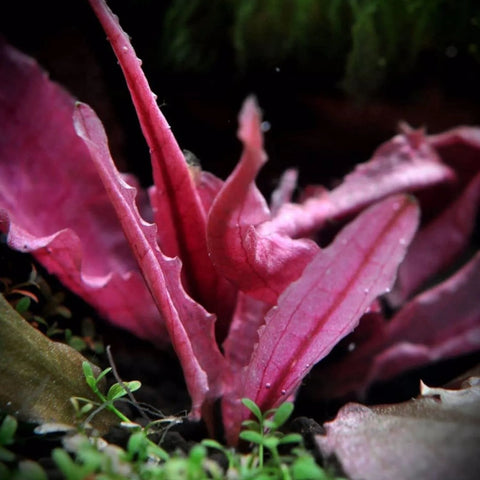 BUY 2 GET 1 FREE Cryptocoryne Pink Flamingo!