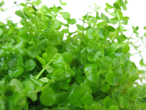 BUY 2 GET 1 FREE Giant Baby Tears (Micranthemum Umbrosum)